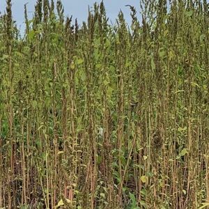 Meet your Posher, Sheyry